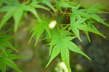 新緑の楓の葉