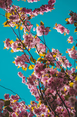 Fototapeta na wymiar Kirschblüten mit Blauem Himmel