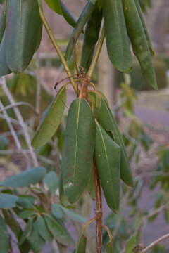 Close Up Of A Telegraph Plant In The Early Spring.