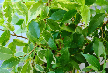 green tree leaves background