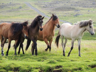 Scandinavian horses herd in the north countryside