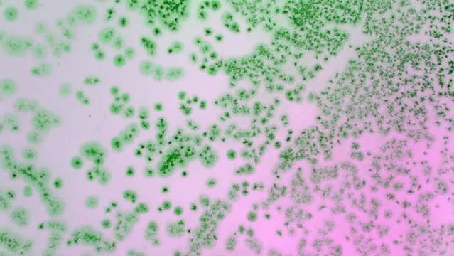 timelapse of growth of decomposer microorganisms on a plastic surface