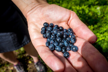 European Blueberry - bilberry - in a hand