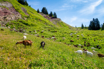 Goats in a field. The Grand-Bornand, France