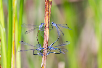 Deux couples de libellules en tandem posés symétriquement sur la tige d'un scirpe maritime, les femelles en train de pondre © YVO-Photos