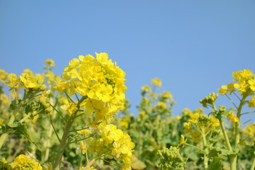 菜の花と青空