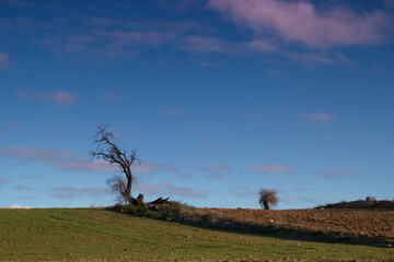 krajobraz pola rośliny drzewa widok wieś