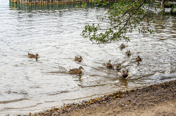 Flock of Wild Ducks Swimmings in the Waters of Plitvice Lakes National Park in Croatia.