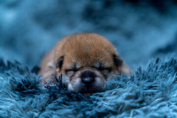 Shiba Inu puppy sleeping on a gray carpet