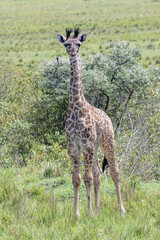 giraffe in the savannah