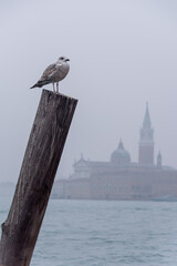 Möve auf einem Pfahl in Venedig, Blick auf San Marco im Nebel