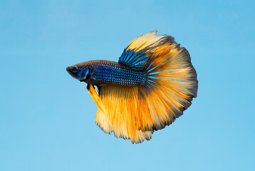 blue-orange betta fish on a blue background