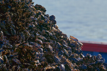 Mejillón batea bivalvo © Sergio