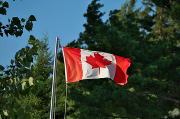 Canadian Flag on Pole Magnificently Waving and Flapping in Front of Forest on Sunny Summer Day