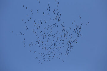 Beautiful flying bird silhouettes against the blue sky. Seasonal scenery with migratory birds in Northern Europe.