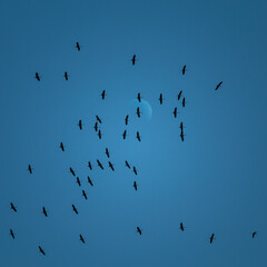 Beautiful flying bird silhouettes against the blue sky. Seasonal scenery with migratory birds in Northern Europe.