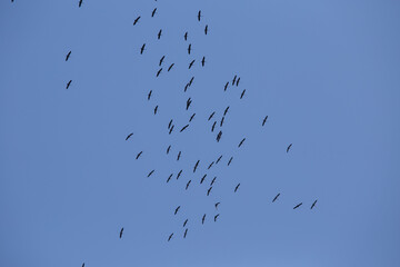 Beautiful flying bird silhouettes against the blue sky. Seasonal scenery with migratory birds in Northern Europe.