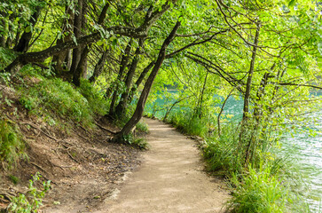 Fototapeta na wymiar Amazing Footpath through the Green Trees by the Lake in Plitvice Lakes National Park in Croatia. Natural Environment in the Forest. Beautiful Trail for Tourist to Enjoy the View Aside the Lake.