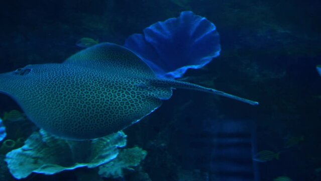 A reticulate whip ray or honeycomb stingray in one of the largest aquariums in the worl in dubai mall
