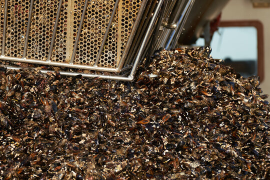 Trabajo en batea industria mejillonera