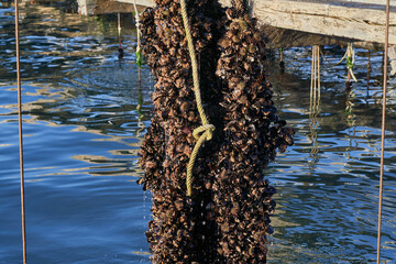 Trabajo en batea industria mejillonera © Sergio