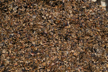 Trabajo en batea industria mejillonera