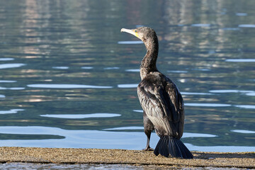 Cormorán 