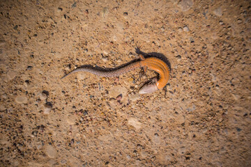 A grass snake on a dirt road in spring day. Local wildlife in Northern Europe.