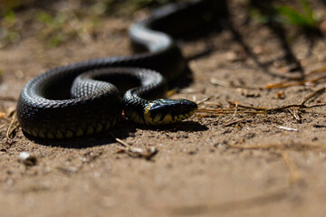 A grass snake on a dirt road in spring day. Local wildlife in Northern Europe.