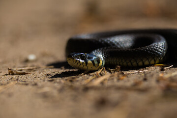 A grass snake on a dirt road in spring day. Local wildlife in Northern Europe.