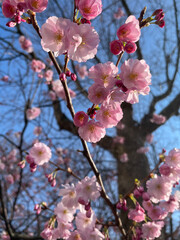 Close-up of the blossom on a Prunus , flowering cherry tree. Spring time in Paris