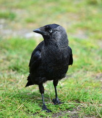 Fototapeta premium black crow