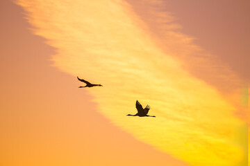Beautiful mute swans in the spring. Springtime landscape with wild birds in Northern Europe.