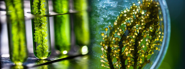banner background of green alga nature plant, concept of environmental science and medical vaccine research in biotechnology laboratory study, biofuel and gas energy technology