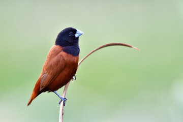 black face with silver beaks bird calmly perching on curve wooden branch over fine blur green background