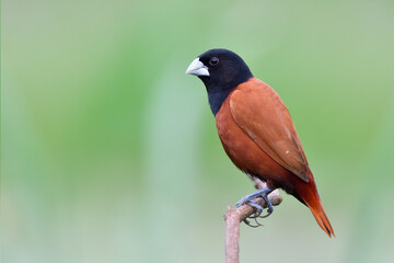 chestnut munia, fine and smooth feather brown and black bird siting on wooden branch in greenland