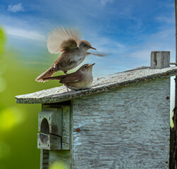 Spring - with love in the air - House wrens (Troglodytes aedon) mating