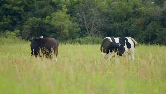 Krowy na łące, Krowy na pastwisku, Cows in the meadow, Cows in the pasture