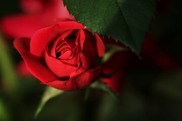 Rose Macro