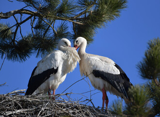 Storch