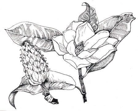 Magnolia flower and fruit