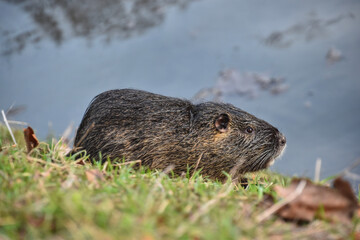 Young nutria (Myocastor coypus, Family of  Echimyidae) at the edge of a body of water