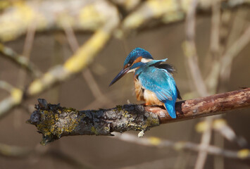 Naklejka premium A Common Kingfisher (alcedo atthis) in the Reed