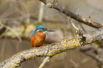 A Common Kingfisher (alcedo atthis) in the Reed