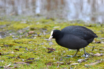 Eurasian coot, Fulica atra, Order Gruiformes, Family of Rallidae walking in green grass in winter in search of food.