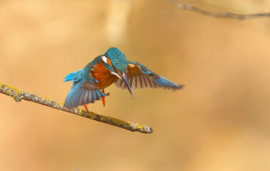 A Common Kingfisher (alcedo atthis) in the Reed