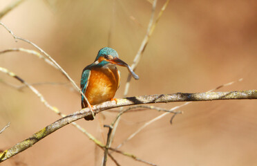 A Common Kingfisher (alcedo atthis) in the Reed