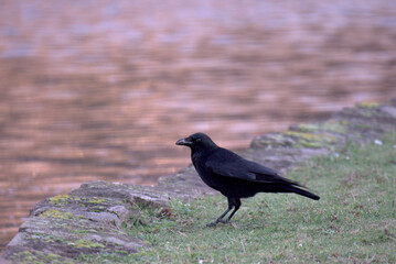 Carrion crow (Corvus corone, Family of Corvidae) at the edge of a body of water or reflects the orange colors of the sky at sunset on a winter day