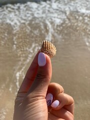 coeur coquillage et mer