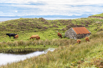 Cattle grazing by the coast near Kildorais in the north of the Isle of Skye, Highland, Scotland UK.